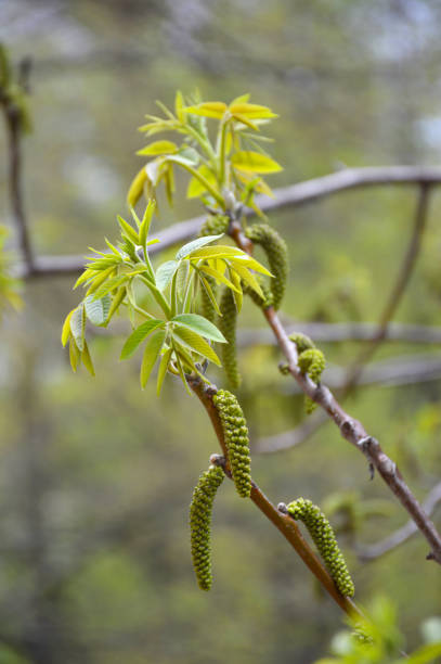 istock walnut blossom with earrings and leaves close-up 1367696001