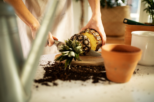 Sustainable planting plants, herbs, and vegetables in home environment, young woman potting home used plants for growing them indoors at home