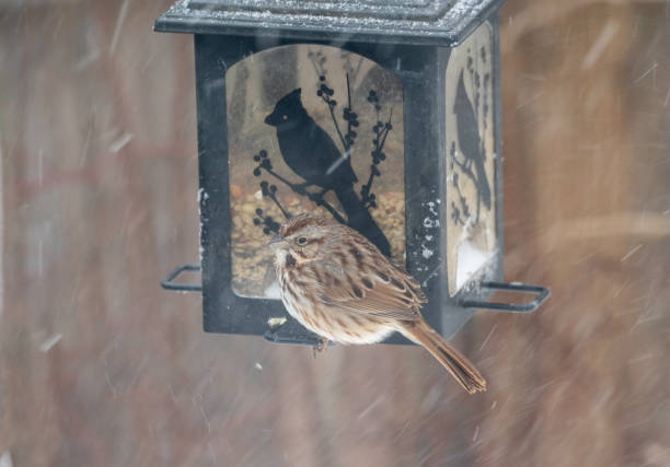istock Song Sparrow at Feeder During Snowstorm 1367697222