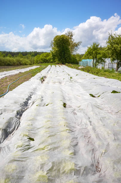 istock Eco farm with nonwoven agrotextile covering plants. 1367697427