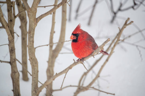 istock A Northern Cardinal During Snowstorm #1 1367698227