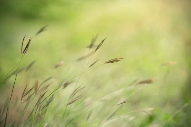 istock Close up beautiful nature view grass flower under sunlight with bokeh and copy space using as background natural plants landscape, fresh ecology wallpaper concept. 1367698335