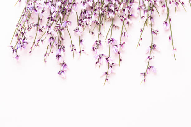 istock Flowers composition. Pink flowers on pink background. Easter, spring concept. Greeting card. 1367698558