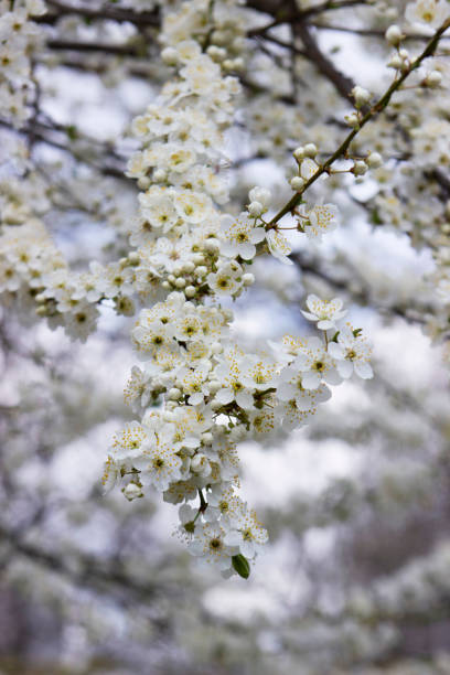 istock Branches of a blossoming tree against the sky. Cherry plum flowers. 1367698813