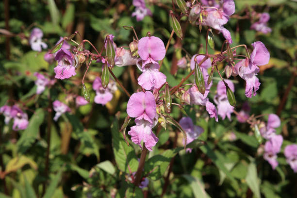 Himalayan Balsam (Impatiens glandulifera) Himalayan Balsam (Impatiens glandulifera) : a pretty, but invasive and non-native (in the UK) plant ornamental jewelweed stock pictures, royalty-free photos & images