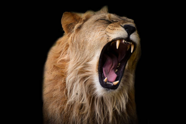 istock portrait of lion on black background 1367699800