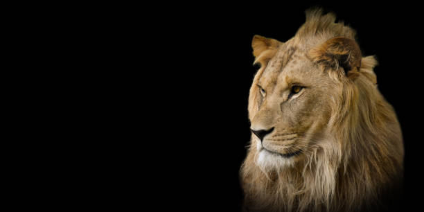 istock portrait of lion on black background 1367699802