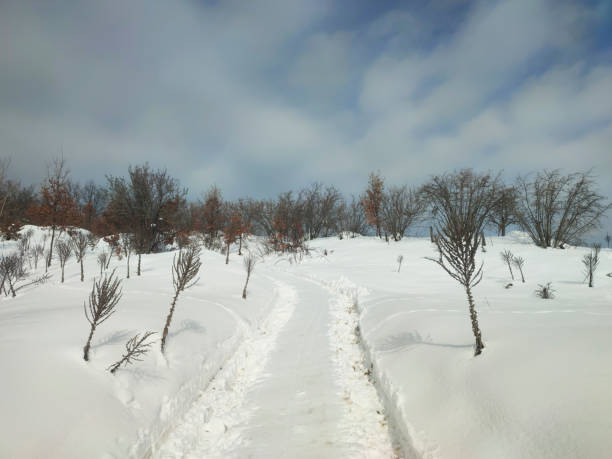 Winter snowy forest with sky