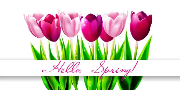 Vector illustration of Hello Spring! Pink and scarlet tulips on an isolated white background. Graphic vector illustration in EPS 10 format.