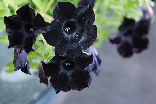 Black petunia flowers in bloom growing in the summer garden, contrasting dark velvety petals and green leaves, rare unusual ornamental flowers concept