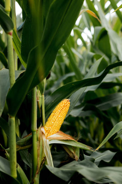 istock Closeup of corn on the stalk in the corn field 1367702364