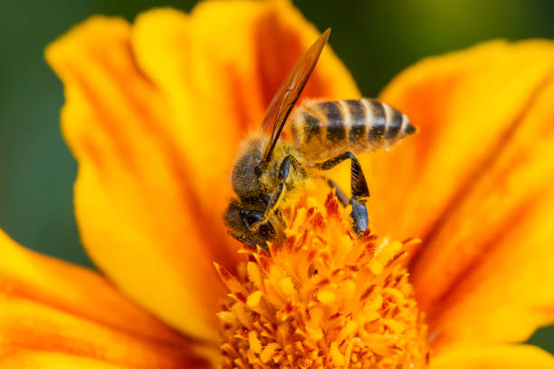 istock Bees on various types of flowers 1367702792