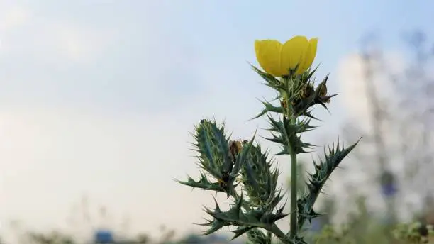 Photo of Beautiful Argemone Mexicana flower, Bermuda thistle, kateri ka phool etc