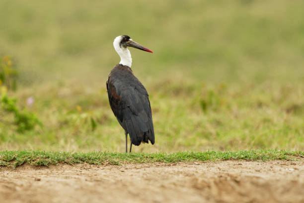 wollhalsstorch oder weißhalsstorch ciconia episcopus, großer watvogel in ciconiidae, in sümpfen, wäldern, landwirtschaftlichen gebieten und süßwasserfeuchtgebieten in asien und afrika, schwarz-weißer vogel - animal beak bird wading stock-fotos und bilder