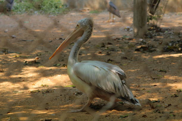 пеликан в клетке - pelican beak open bird стоковые фото и изображения