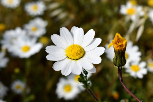 This plant is native to Canary islands flor silvestre de margarita de parís (argyranthemum frutescens) con pétalos blancos, centro amarillo en fondo borroso de flor descolorida a un lado y muchas flores de margarita que crecen en condiciones naturales en prados en lanzarote, islas canarias. v