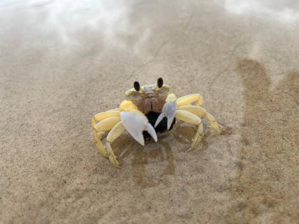 Ghost crab Tiny ghost crab on sand crab photos stock pictures, royalty-free photos & images