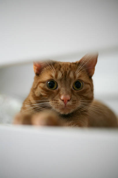 istock A cute ginger cat looking at the camera 1367707648