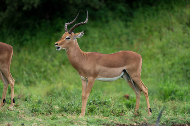 istock Side view of a male Impala 1367707736