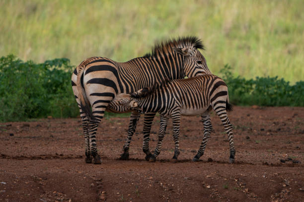 istock young zebra being nurtured by his mother 1367707737