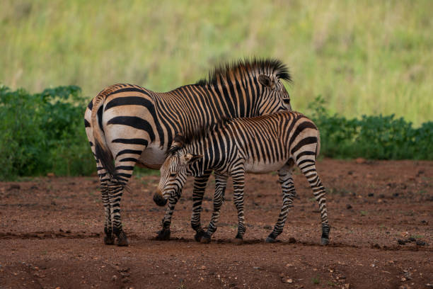 istock young zebra being nurtured by his mother 1367707740