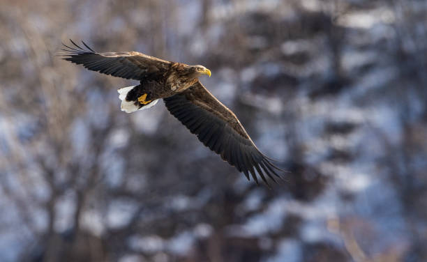 istock White tailed eagle in flight. Snow-covered mountain on the background. Winter season. Scientific name: Haliaeetus albicilla, also known as the ern, erne, gray eagle, white-tailed sea eagle. 1367707920