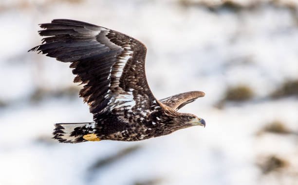 juveniler seeadler im flug. schneebedeckter berg im hintergrund. wintersaison. wissenschaftlicher name: haliaeetus albicilla, auch bekannt als ern, erne, grauer adler, seeadler. - white tailed eagle sea eagle eagle sea stock-fotos und bilder