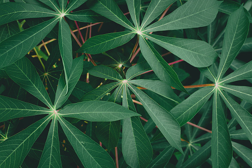 Cassava Leaves plant botany background green copy space