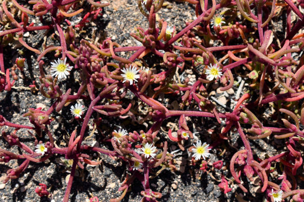 many plants of slenderleaf iceplant (mesembryanthemum nodiflorum), creeping succulent with long red interlaced red or pink stems and white and yellow flowers with thin petals, growing in arid soil of black lava sand in lanzarote, canary islands - buz çiçeği stok fotoğraflar ve resimler