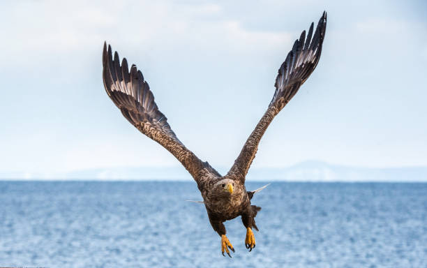 istock White-tailed sea eagle in flight, spreading wings. Front view.   Scientific name: Haliaeetus albicilla, also known as the ern, erne, gray eagle, Eurasian sea eagle and white-tailed sea-eagle. 1367709065