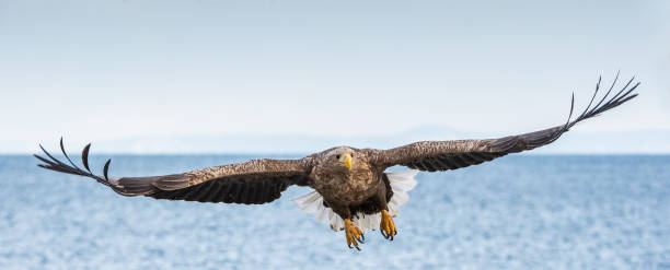 istock White-tailed sea eagle in flight, spreading wings. Front view.   Scientific name: Haliaeetus albicilla, also known as the ern, erne, gray eagle, Eurasian sea eagle and white-tailed sea-eagle. 1367709092