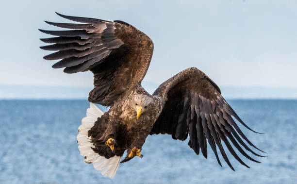 seeadler breitet flügel aus.   wissenschaftlicher name: haliaeetus albicilla, auch bekannt als ern, erne, grauadler, eurasischer seeadler und seeadler. - white tailed eagle sea eagle eagle sea stock-fotos und bilder