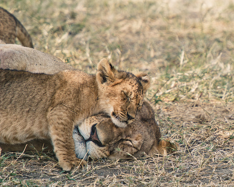 Two lions, a mother and her baby, are lying down, resting and sleeping during a Safari in Tanzania