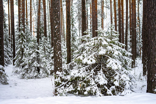 Fluffy young Christmas trees covered with snow among the trunks of pines and birches in the winter forest. Winter landscape. The concept of winter walks.