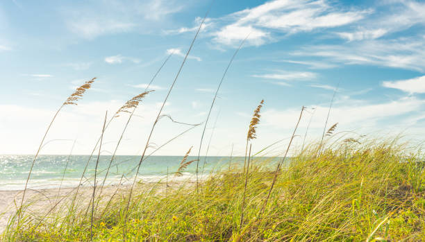 istock Sand Dunes with Grass on Beach with ocean on background 1367710321