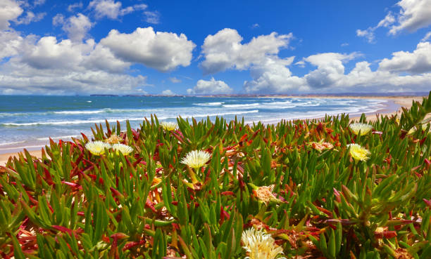 Portugal. Beach at coast Atlantic Ocean. Flower purslane sand. Sunny summery day with blue sky and white cloud.