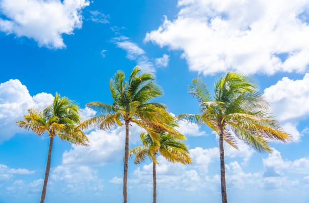 istock Beautiful Palm trees in blue sky background 1367711510