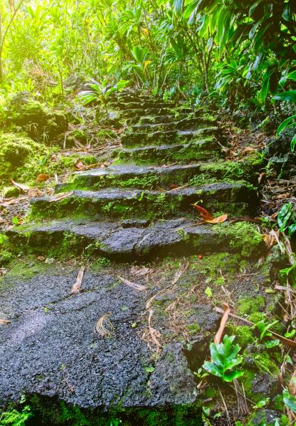 la pluie a glissé la roche de lave a marché dans une forêt tropicale humide vers le soleil et un avenir plus brillant - tropical rain forest flash photos et images de collection