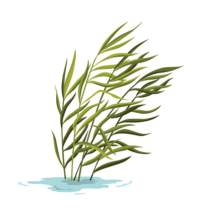 Marsh and wetland plant. Hand drawn botanical item. Swamp flora and fauna. Common plant grow in water, isolated illustration.