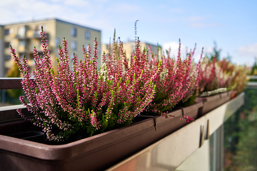 Blooming heather plant on a balcony on a sunny autumn day, with block of flats in the background
