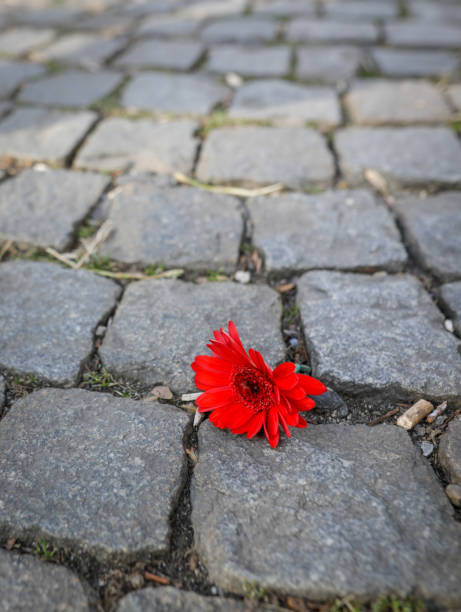 istock Shallow depth of field (selective focus) image with a red carnation flower on a stone pavement. 1367713541