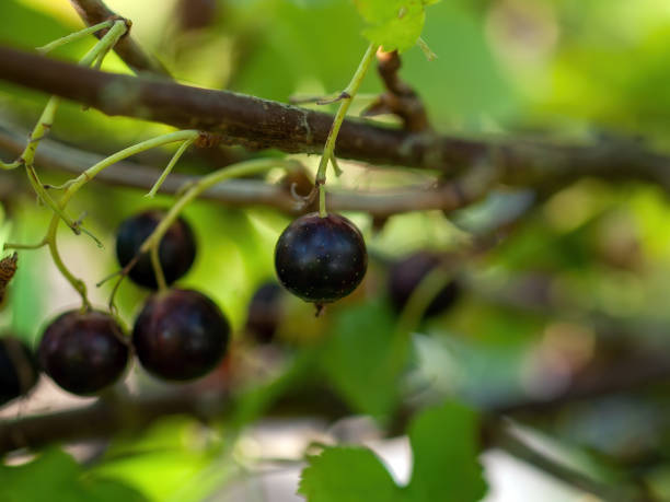 istock blackcurrant berries ripen in the garden 1367713818