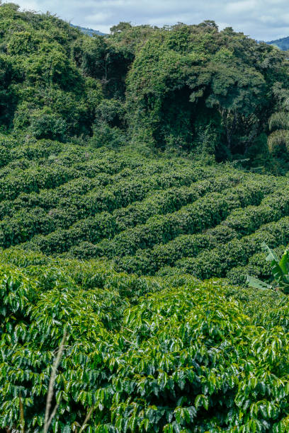 istock Bucolic landscape with coffee plantation 1367714031