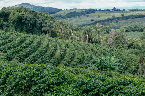 istock Bucolic landscape with coffee plantation 1367714047