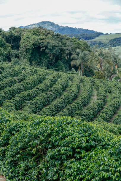 istock Bucolic landscape with coffee plantation 1367714051