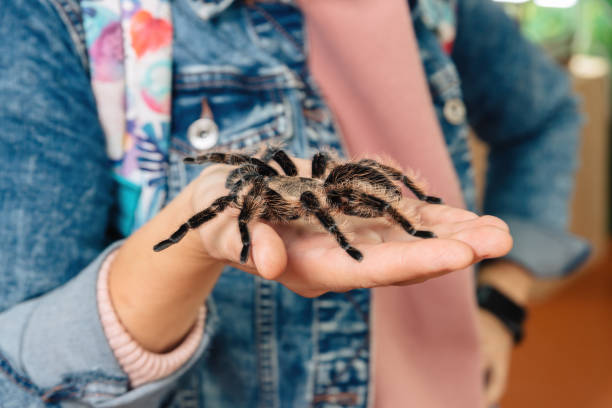 istock A large tarantula spider sits on the arm. 1367714845