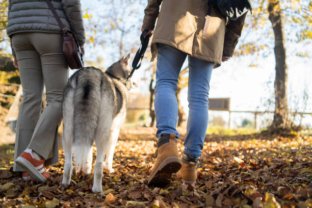 istock Young couple walking their dog 1367714877