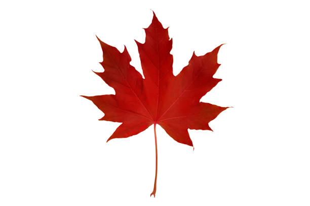 rotes kanadisches ahornblatt isoliert auf weiß. - sugar maple stock-fotos und bilder