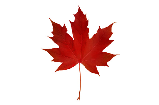 Red autumn colored canadian maple leaf isolated on white. Canada symbol.\