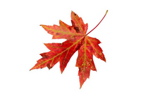 istock Silver maple or Acer saccharinum red autumn colored leaf 1367715375